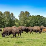Le paradis des bisons 