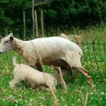 Moutons de la ferme