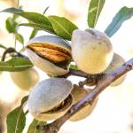 Musée de l'Amande et du Macaron