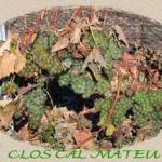 La vigne la plus haute d'Europe