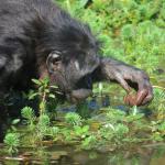 La vallée des Singes