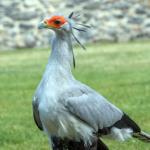 Le Donjon des Aigles