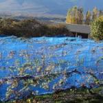 La vigne la plus haute d'Europe