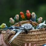 Le Donjon des Aigles