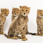 Parc zoologique de Montpellier