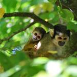 La vallée des Singes