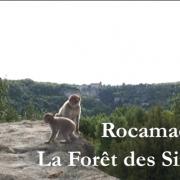 La Forêt des Singes