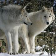 Le Parc des loups  du Gévaudan