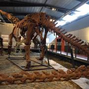 Le Musée des Dinosaures