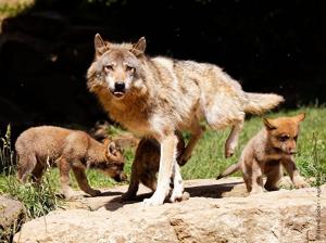 Le Parc Animalier des Pyrénées,